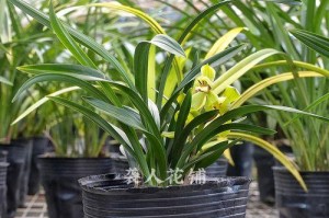 春兰兰花夏季养护全攻略（了解春兰兰花的生态特点，打造宜人夏季生长环境）