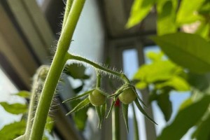 西红柿的生长过程（从种植到收获，揭秘西红柿生长的奥秘）