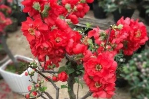 探寻海棠之最——哪个品种最好？（从色彩、形态、香气等多个角度出发，寻找最优品种）