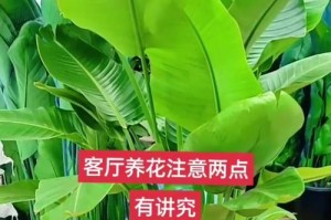 水培养护以扶郎花，让你的花园更加绚丽（以扶郎花水培养护技巧与注意事项，助你打造迷人花海）