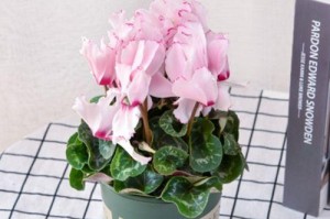 蝴蝶花苗盆栽养护指南（打造美丽花园的关键——蝴蝶花苗的养护技巧）