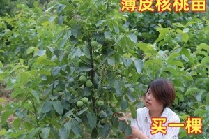 黑桃种植条件及适合地区（了解黑桃种植的要点，选择适宜地区进行种植）