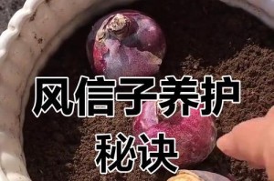 如何种植开过花的风信子（种植风信子，让你的花园盛开绚丽多彩）
