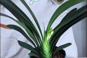 君子兰开花夹箭的处理方法（保护君子兰花朵，避免夹箭现象发生）