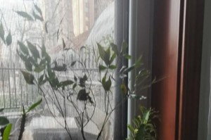 如何保持叶子的鲜活（让叶子不干枯的小技巧）