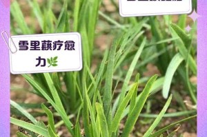 以雪里蕻怎么种——探寻最佳种植方法（从选种到收获，轻松打造自家雪里蕻园）