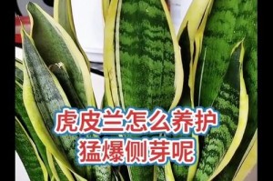 如何正确移植栽种虎皮兰（掌握关键步骤，让虎皮兰健康生长）
