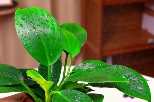 金砖花的养护指南（打造美丽花坛的关键诀窍）