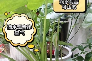 滴水观音之根的处理之道（探索滴水观音根的价值和应用）