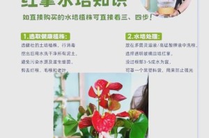 水培红掌如何顺利长出新根？（水培红掌的新根生长关键在于适宜的水质和营养。）