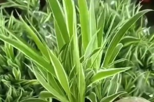 冬季无暖气时如何养护吊兰