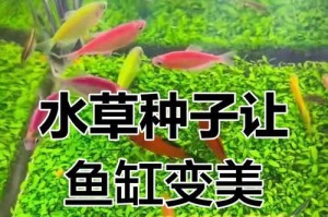 水草种子养殖方法（轻松掌握水草种子养殖的技巧）