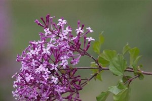 什么时候开花？探寻丁香树的开花奥秘（揭秘丁香树的开花时间、花期长短以及开花原因）