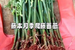 滕本月季的繁植与养护指南（掌握滕本月季的种植技巧，打造花园的绚丽景观）