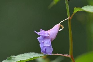 凤仙花打顶时间及方法步骤（打顶技巧详解，让凤仙花更加美丽健康）