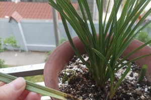 兰花老叶营养不良黄叶的处理方法（如何解决兰花老叶营养不良引起的黄叶问题）