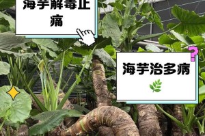 海芋种植与养护指南（从选苗到繁殖，让你轻松拥有一片花海）