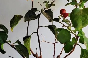 三角梅花期后的科学保养技巧（打造鲜花盛开的花园，三角梅开心迎接春天）
