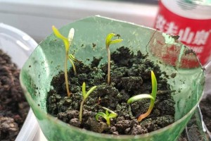 花种子发芽与管理小技巧（以花种子发芽为起点，打造美丽花园）