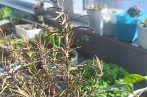迷迭香怎样浇水？常见问题解答！（迷迭香浇水太多怎么办？一探解决办法！）