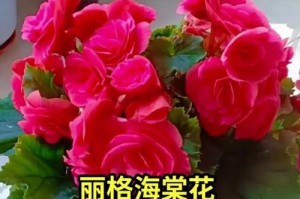 以丽格海堂怎么扦为主题写的文章（从基本方法到技巧，学习丽格海堂的扦插技巧）