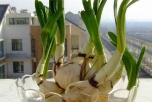 水仙花开花后的处理方法（水仙花的落叶与后期养护）
