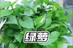 如何修理长得不茂盛的绿萝（掌握关键技巧让绿萝健康成长）