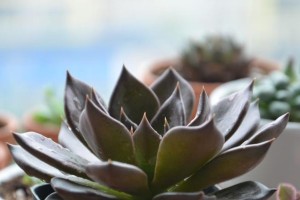 《黑王子开花后的护理指南》（如何妥善照料黑王子花卉，使其长时间保持鲜艳状态）