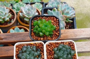 玉露叶片发黄发黑的原因及对策（揭秘玉露叶片失色之谜，探究黄黑原因与解决方法）