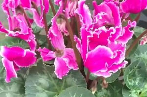 以仙客来开花的施肥技巧（提高仙客来开花率的有效肥料和施肥方法）