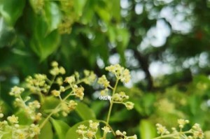 香樟开花时间及特点（探究香樟的开花季节和开花特点）