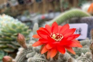 春宇花的养护全攻略（打造美丽花园的秘密武器）