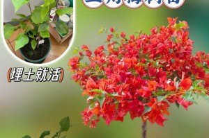 三角梅的种植技巧与养护方法（三角梅品种选择、土壤准备、浇水施肥、病虫害防治等关键步骤详解）