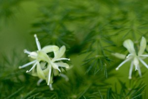 文竹花开的种种奥秘（文竹开花的颜色、形态和意义）