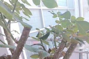 家中植物叶子长白毛的原因和解决方法（揭秘家中植物叶子长白毛的奥秘及有效的处理办法）