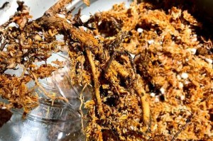应对十二卷根部腐烂的方法（保护植物健康、预防根部腐烂的关键）