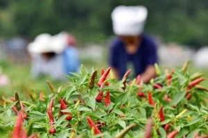 什么时候是辣椒成熟的最佳时间？（探讨辣椒成熟的标志及采摘时机）