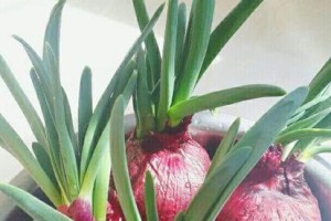 紫珍珠上的白虫子是怎么回事？（解决方法大全，让您的紫珍珠重新恢复光彩！）