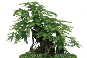 以合欢树为主题的盆景养护指南（合欢树盆景的种植技巧与养护要点）