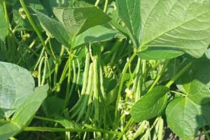 红豆上市季节与成熟时间（探究红豆生长与上市季节，了解红豆产业发展动态）