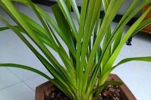 蕙兰烂根的急救措施（保护植物健康的关键）