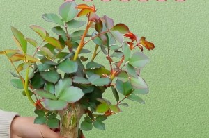 延长玫瑰花花期的技巧（掌握关键养护方法，让玫瑰盛放更久）