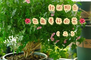 夏季怎样养护小木槿苗？（全面指南，助你打造健康茂盛的小木槿花园）