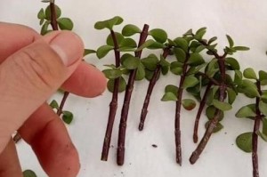 金枝玉叶插枝后能否生根成活？（金枝玉叶插枝生根的窍门和注意事项）
