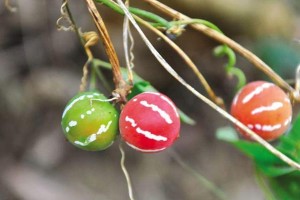 世界上那些可食用的植物（探索植物王国，发现美味无限）