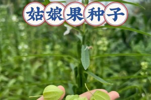 寻找“姑娘果”的同类植物（探寻“姑娘果”奥秘的神奇植物）