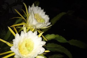 探秘火龙果花的奇妙颜色（揭秘火龙果花的颜色特征与魅力）
