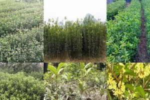 适合种植桂花树的地方（从环境、土壤和气候等方面详细介绍桂花树适合生长的环境）