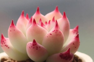 含羞草喜阳光还是喜阴？——探秘植物的喜阳喜阴属性