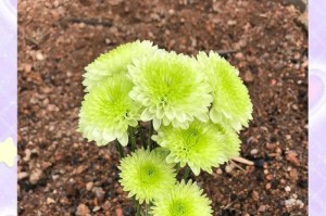 探寻什么时候是雏菊花期（了解雏菊花期的重要性和关键时期）
